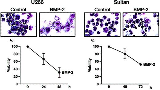 Fig. 1. Morphological changes characteristic of apoptosis, and time-dependent effects of BMP-2 on cellular proliferation. / U266 cells and HS-Sultan cells were treated with BMP-2 (50 ng/mL) for 48 hours and 72 hours, respectively. Cytospin slides were prepared and stained with Giemsa. Original magnification, ×1000. Cell viability was measured by MTT assay as compared with control cells cultured without BMP-2.
