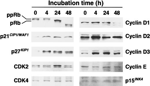 Fig. 5. Western blot analysis of the cell-cycle–associated proteins Rb, p21 CIP1/WAF1, p27KIP1, CDK2, CDK4, cyclin D1, cyclin D2, cyclin D3, cyclin E, and p15INK4. / Total cellular proteins (15 μg/lane) were separated on 12.5% SDS-polyacrylamide gels and transformed to the membrane. For the analysis of Rb, 7.5% gels were used. Protein levels were detected by means of Western blotting with antibodies directed against each protein. pRb indicates hypophosphorylated Rb; ppRb, hyperphosphorylated Rb. Blots were stained with Coomassie brilliant blue to confirm that equal amounts of protein were present in each lane.