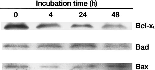 Fig. 6. Western blot analysis of the apoptosis-associated proteins Bcl-xL, Bad, and Bax. / Cell lysates (15 μg protein per lane) were fractionated on 12.5% SDS-polyacrylamide gels and analyzed by Western blotting with antibodies directed against each protein.
