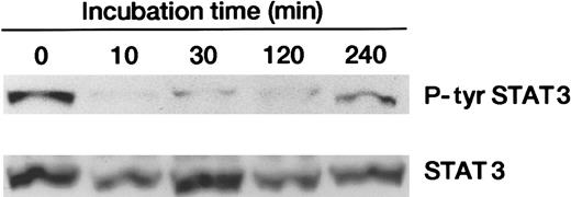 Fig. 7. Activated STAT3 in U266 cells is decreased by treatment with BMP-2. / U266 cells were cultured with 50 ng/mL BMP-2 for the indicated times and examined for levels of tyrosine-phosphorylated (P-tyr) STAT3 by means of immunoblotting with antiphosphotyrosine antibody (upper panel). The same blot was reprobed with anti-STAT3 antibody and confirmed to contain an equal amount of protein extract on each lane (lower panel).