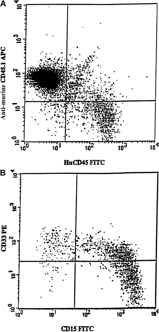 Fig. 6. Exclusive myeloid repopulation by 5q-deleted NOD/SCID reconstituting stem cells. / FACS profile shows BM from 4 pooled NOD/SCID mice each having transplantation with 700 000 CD34+ cells isolated from MDS patient no. 12. (A) BM cells were stained with antimouse CD45.1-APC (Ly 5.1) and antihuman CD45-FITC. Human CD45+ cells constituted 12% of the whole mouse BM. (B) Coexpression of CD15 and CD33 on human CD45+ cells. BM was gated on huCD45+ cells and investigated for the expression of huCD15 and huCD33. Note that virtually all cells expressed myeloid markers, as confirmed by the absence of CD19 expression (data not shown).