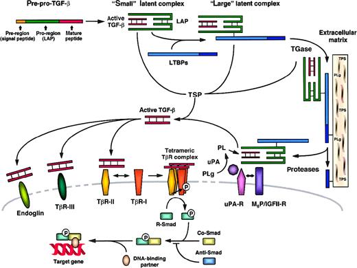 Fig. 1. TGF-β: structure, latency, activation, and receptors.1767. / LAP indicates latency-associated peptide; LTBP, latent TGF-β binding protein; M6P/IGFII-R, mannose-6-phosphate/type II insulin-like growth factor receptor; PLg, plasminogen; PL, plasmin; Smad, TGF-β signal transduction proteins; Anti-Smad, antagonistic Smad; Co-Smad, common-partner Smad; R-Smad, receptor-regulated Smad; TGase, transglutaminase; TβR-I, -II, -III, TGF-β receptor type I, II, III; TSP, thrombospondin; uPA, urokinase plasminogen activator; and uPA-R, uPA receptor.