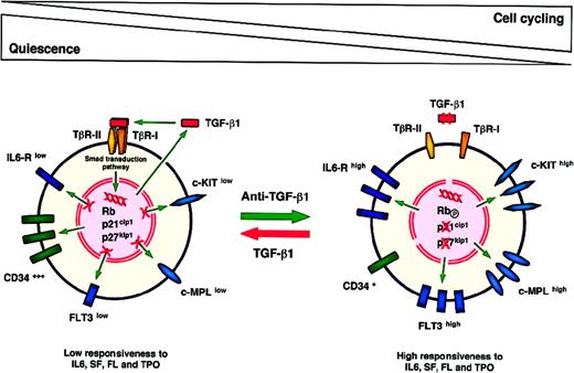 Fig. 2. A working model to explain the inhibition of primitive hematopoietic stem/progenitor cell cycling by TGF-β1.