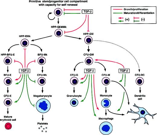 Fig. 3. Regulatory effects of TGF-β on the growth/proliferation and maturation/differentiation of developmentally distinct hematopoietic cells. / BFU indicates burst-forming unit; CFU, colony-forming unit; HPP, high proliferative potential; DC, dendritic cell; E, erythroid cell; G, granulocyte; M, monocyte/macrophage; and Mk, megakaryocyte.