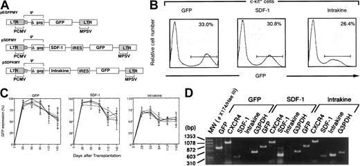 Fig. 1. Generation of reconstituted mice using retrovirus vector. / (A) Diagrams of bicistronic retroviral expression vector constructs. (B) Flow cytometric analysis of c-kit+ cells 48 hours after retroviral transduction with retrovirus encoding GFP, SDF-1, or intrakine vector. GFP+ cells were collected by a cell sorter and subjected to transplantation. (C) Kinetic study on GFP-expressing cells in peripheral blood (■), bone marrow (⋄), spleen (○), and thymus (▵) of each reconstituted mouse transplanted with 1 × 105 GFP+ cells per mouse. Each point represents mean percentage ± SE from 4 separate experiments. (D). The mRNA expression level of transferred genes in the reconstituted mice. Total RNA was extracted from splenocytes. Total RNA was reverse transcribed with random primer and amplified using the specific primers for GFP, CXCR4, SDF-1, intrakine, and G3PDH. These results represent 3 independent experiments. ψ Indicates the packaging symbol.