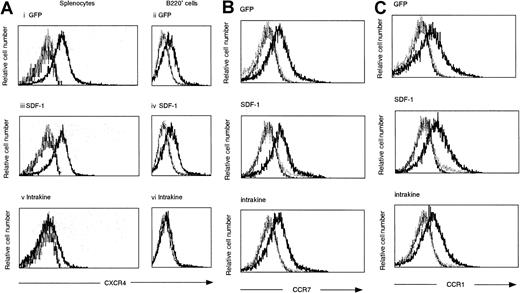 Fig. 2. Effect of overexpressed SDF-1 or intrakine on the expression and function of CXCR4 in reconstituted mice. / (A) Cell surface expression of CXCR4 on the splenocytes (i, iii, v) and B220+ cells (ii, iv, vi) of peripheral blood from reconstituted mice. Cells from each reconstituted mouse at 70 days after transplantation were stained with control antibody (dotted lines), anti-mCXCR4 (bold lines), or without antibody (solid lines) and were subjected to flow cytometric analysis. Panels i and ii show cells from GFP-transduced mice. Panels iii and iv show cells from SDF-1–transduced mice. Panels v and vi show cells from intrakine-transduced mice. (B, C) Cell surface expression of CCR7 and CCR1 on the splenocytes from reconstituted mice. Cells were stained with control antibody (dotted lines), anti-chemokine receptor (bold lines), or without antibody (solid lines). These results represent 4 independent experiments.