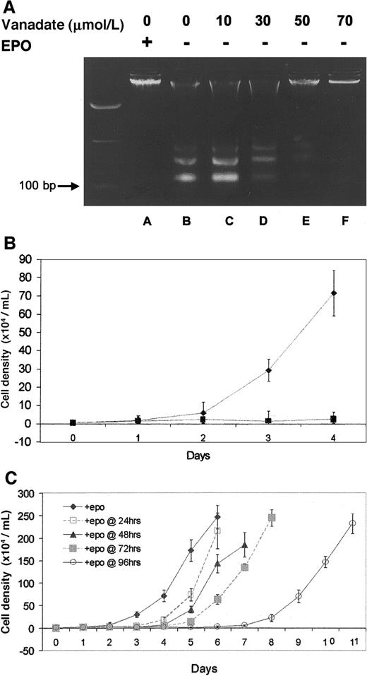 Fig. 1. Effect of orthovanadate on HCD57 viability and proliferation. / (A) HCD57 cells were cultured for 96 hours in the presence of EPO (lane A), in the absence of EPO (lane B) or in the absence of EPO and supplemented with different concentrations of orthovanadate (lanes C-F) as indicated. For each growth condition, 10 μg of genomic DNA were analyzed by agarose gel. (B) HCD57 cells were cultured in the presence of EPO (♦), in the absence of EPO (○), or in the absence of EPO and supplemented with 70 μmol/L orthovanadate over a period of 96 hours (▪). The number of viable cells was determined each day by trypan blue exclusion. Error bars indicate the standard error of 8 determinations. (C) HCD57 cells were cultured in the presence of EPO (♦) or in the absence of EPO but supplemented with 70 μmol/L orthovanadate. At 24 (□), 48 (▴), 72 (░) and 96 (○) hours, aliquots of cells were removed from the minus EPO/plus orthovanadate culture. Each culture was washed free of orthovanadate and placed in fresh EPO containing media. The number of viable cells was determined each day by trypan blue exclusion. Error bars indicate the standard error of 8 determinations.