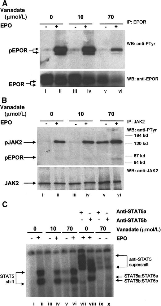 Fig. 4. Orthovanadate activates JAK2 and STAT5 but not EPOR. / (A) HCD57 cells were deprived of EPO and cultured 24 hours in 0 (lanes i and ii), 10 (lanes iii and iv), or 70 (lanes v and vi) μmol/L orthovanadate. The cells were either stimulated with 10 units EPO per milliliter (lanes ii, iv, and vi) or mock treated for 5 minutes (lanes i, iii, and v). Cell extracts were then immunoprecipitated with anti-EPOR antibody. Immunoprecipitates were analyzed by Western blot (WB) with antiphosphotyrosine antibody. The blot was stripped and reprobed with anti-EPOR antibody (lower panel). (B) HCD57 cells were deprived of EPO and cultured 24 hours in 0 (lanes i and ii), 10 (lanes iii and iv) or 70 (lanes v and vi) μmol/L orthovanadate. The cells were either stimulated with 10 units EPO per milliliter (lanes ii, iv, and vi) or mock treated for 5 minutes (lanes i, iii, and v). Cell extracts were then immunoprecipitated with anti-JAK2 antibody. Immunoprecipitates were analyzed by Western blot with antiphosphotyrosine antibody. The blot was stripped and reprobed with anti-JAK2 antibody (lower panel). (C) HCD57 cells were deprived of EPO and cultured 24 hours in 0, 10, or 70 μmol/L orthovanadate. The cells then were either stimulated with 10 units EPO per milliliter or mock treated for 5 minutes. Nuclear extracts were analyzed by electrophoretic mobility shift assay (EMSA) with the STAT5 DNA binding sequence (PIE) for STAT5a/b DNA binding activity (lanes i-vi). Supershifts were performed with anti-STAT5a (lanes vii and ix) or anti-STAT5b (lanes viii and x) antibodies.
