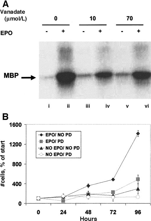 Fig. 5. Orthovanadate did not activate ERK-1 activity, and ERK activity is required for proliferation. / (A) HCD57 cells were deprived of EPO and cultured 24 hours in 0 (lanes i and ii), 10 (lanes iii and iv) or 70 (lanes v and vi) μmol/L orthovanadate. The cells were either stimulated with 10 units EPO per milliliter (lanes ii, iv, and vi) or mock treated for 5 minutes (lanes i, iii, and v). ERK-1 was immunoprecipitated from the cell extracts; activity was determined by the phosphorylation of myelin basic protein in an in vitro kinase assay. (B) HCD57 cells were cultured in the presence or absence of EPO and in the presence or absence of 50 μmol/L PD98059, MEK inhibitor to block ERK activity. Cells were counted at 24, 48, 72, and 96 hours. Viability was determined using trypan blue exclusion. Error bars indicate the standard deviation of 4 determinations.