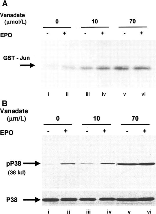 Fig. 6. Orthovanadate activates JNK-1 and p38. / (A) HCD57 cells were deprived of EPO and cultured 24 hours in 0 (lanes i and ii), 10 μmol/L (lanes iii and iv) or 70 μmol/L orthovanadate (lanes v and vi). The cells were either stimulated with 10 units EPO per milliliter (lanes ii, iv, and vi) or mock treated for 5 minutes (lanes i, iii, and v). JNK-1 was immunoprecipitated from the cell extracts; activity was determined by the phosphorylation of GST-Jun in an in vitro kinase assay. (B) HCD57 cells were deprived of EPO and cultured 24 hours in 0 (lanes i and ii), 10 μmol/L (lanes iii and iv) or 70 μmol/L orthovanadate (lanes v and vi). The cells were either stimulated with 10 units EPO per milliliter (lanes ii, iv, and vi) or mock treated for 5 minutes (lanes i, iii, and v). Whole cell extracts were analyzed by Western blot with anti–phospho-p38 antibody. The blot was stripped and reprobed with anti-p38 (lower panel) antibody.