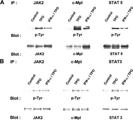 Fig. 4. IFN-α blunts Mpl, JAK2, and STAT-5 phosphorylation in BaF3/mMpl cells and primary murine megakaryocytes. / (A) BaF3/mMpl cells were grown in IL-3 and were washed and starved for 16 hours. Four hours before the addition of 10 ng/mL mTPO, 500 U/mL IFN-α or sham was added to the culture; 10 minutes after TPO was added, the cells were lysed and immunoprecipitated with antibodies to mMpl, JAK2, or STAT5. Immunoprecipitates were size fractionated by denaturing PAGE, and the proteins were transferred and blotted for phosphotyrosine. After probing, the blots were stripped and reprobed for c-Mpl, JAK2, and STAT5. Similar results were obtained from 3 additional experiments. (B) A similar protocol to that in A was followed, except that MK was obtained by elution from an albumin gradient and the cells were starved for 4 hours before the addition of TPO after a 4-hour pretreatment with IFN-α or control. This experiment was repeated twice with similar results. Densitometry of bands in the JAK2 lanes reveal a 20% reduction in JAK2 phosphorylation in MK pretreated with IFN-α and TPO compared with TPO alone.