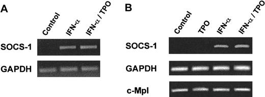 Fig. 5. RT-PCR analysis of BaF3/mMpl and MK RNA after stimulation with TPO or IFN-α. / BaF3/mMpl (A) or purified MK (B) were starved for 14 or 7 hours, respectively, and either untreated or stimulated with 10 ng/mL mTPO for 10 minutes, 500 U/mL IFN-α for 4 hours, or both. After RNA harvest, RT-PCR was conducted with SOCS-1–specific oligo-deoxynucleotide primers for 30 (A) or 24 (B) cycles, and the products were analyzed by ethidium bromide staining of agarose gels. Amplification of both c-Mpl and GAPDH served as controls. Similar experiments were performed twice with BaF3/mMpl cells and 3 times with MK.