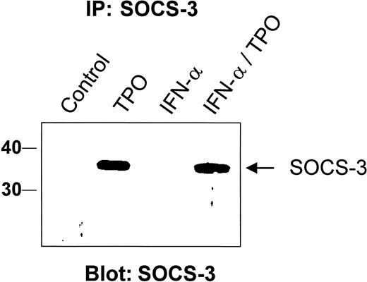 Fig. 6. Thrombopoietin, but not IFN-α, induces SOCS-3 protein expression. / Cell lysates from BaF3/mMpl were prepared from unstimulated cells or those grown for 4 hours with 10 ng/mL TPO, 500 U/mL IFN-α, or both. Thirty minutes before lysate preparation, a proteosome inhibitor, MG132, was added to the cells. A polyvalent antiserum raised against the carboxyl terminus of SOCS-3 was used to immunoprecipitate specific protein, which was then size fractionated by SDS-PAGE, transferred to nitrocellulose, and probed for SOCS-3 with a monoclonal antibody to the protein. This experiment was repeated 3 times with identical results. Relative molecular weight markers are shown on the left in kilodaltons.