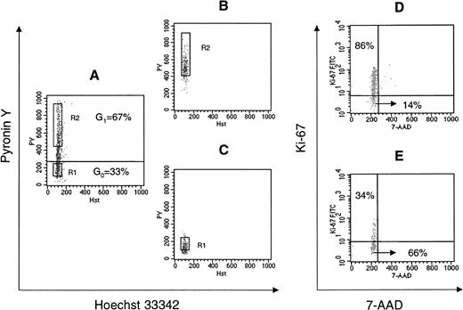 Fig. 1. DNA versus RNA staining of UCB CD34+ cells, postsort analysis of sorted G0 and G1CD34+ cells, and reanalysis of G0and G1CD34+ cells with 7-AAD and Ki-67 staining. / (A) Fluorescence analysis of UCB CD34+ cells stained with Hst and PY as described in “Materials and methods.” Quiescent cells residing in G0 (G0CD34+) have 2n DNA and minimal RNA content (cells falling below the horizontal line in dot plot A), whereas those in early or late G1 (G1CD34+) are also Hstdim but are Pybright owing to their higher RNA content (cells above the horizontal line). According to this definition, approximately 33% of UCB CD34+ cells were determined to be in G0. Sort windows to collect G0 and G1 cells were constructed as previously described16 for MPB and are shown in dot plot A as R1 and R2, respectively. In all sorts, at least 150 fluorescence channels separated the 2 sort windows. (B, C) Postsort analysis of sorted G1CD34+ cells (dot plot B) and G0CD34+ cells (dot plot C). Since PY fluorescence is lost with time, sorted cells “fall” below sort windows upon postsort analysis. (D,E) Cell-cycle status of sorted cells was confirmed by 7-AAD and Ki-67 staining. Most PYbrightcells (cells in G1; panel D) expressed Ki-67 (86%), whereas a substantially smaller fraction (34%) of cells in G0 (panel E) expressed low levels of Ki-67. Ki-67 and 7-AAD staining was repeated in 3 other experiments with similar results.