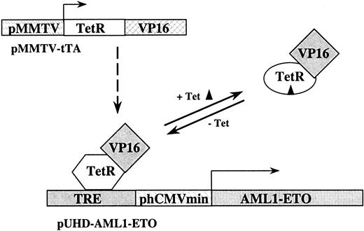 Fig. 1. The tet-off system for AML1-ETO transcriptional control. / The tet-off system relies on 2 different DNA constructs. The first construct consists of a fusion of the wild-type tet repressor (TetR) DNA binding domain and the VP16 activation domain of herpes simplex virus driven by the promoter from the murine mammary tumor virus (pMMTV-tTA). The second construct in the system consists of the tetracycline-responsive element (TRE) just upstream from the minimal promoter of the human cytomegalovirus (CMV) driving transcription of AML1-ETO (pUHD–AML1-ETO). In the absence of tetracycline, the tet-controlled transcriptional activator (tTA), which consists of the TetR-VP16 complex, binds the TRE and activates transcription of AML1-ETO. When tetracycline is added, it binds tTA and causes a change in the conformation of the DNA-binding domain of the tet repressor. This prevents tTA from binding to the TRE and AML1-ETO transcription stops.