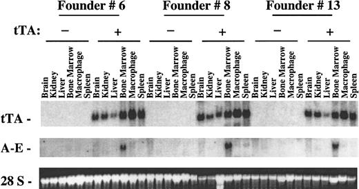 Fig. 2. Northern blot analysis of inducible expression of AML1-ETO in transgenic mice. / Transgenic mice were generated that were positive for either pUHD–AML1-ETO or for MMTV-tTA and pUHD–AML1-ETO based on Southern blot analyses. Mice from 3 unique founder lines were killed, and total RNAs were isolated from various tissues. Total RNA (10 μg) was loaded on each lane. The RNA was then transferred to a nylon membrane and hybridized sequentially with fragments of the tTA gene and ETO cDNA. The ethidium bromide staining of the 28S ribosomal RNA is presented to show the loading of the RNA samples.