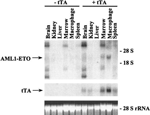 Fig. 3. Northern blot analysis of inducible expression of AML1-ETO in founder line #7. / Transgenic mice were generated that were positive either for pUHD–AML1-ETO or for MMTV-tTA and pUHD–AML1-ETO. Mice from founder line #7 were killed, and total RNAs were isolated from various tissues. Total RNA (10 μg) was loaded on each lane. The RNA was then transferred to a nylon membrane and hybridized sequentially with tTA and ETO probes. The ethidium bromide staining of the 28S ribosomal RNA is presented to show the loading of the RNA samples.