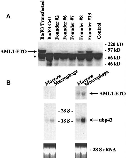 Fig. 4. Functional AML1-ETO fusion protein is detectable in the inducible founder lines. / (A) Western blot analysis of AML1-ETO expression in the bone marrow of transgenic mice. Transgenic mice from 5 unique founder lines positive for both MMTV-tTA and pUHD-AML1/ETO as well as one negative control mouse positive for MMTV-tTA but not pUHD-AML1/ETO were killed. Bone marrow was harvested from the femurs of these mice and resuspended in SDS-PAGE loading buffer. The marrow protein samples were electrophoresed in an 8% resolving SDS-PAGE gel (bis:acrylamide = 1:19). In addition to the protein from the bone marrow of the mice, 35 μg of nuclear extracts from wild-type Ba/F3 cells (a murine pro-B cell line) and Ba/F3 cells transfected with an AML1-ETO construct were electrophoresed as controls. The protein was then transferred to PVDF membrane and hybridized with an antibody against ETO. The blot was then developed by using a chemiluminescent substrate. The arrow points to the position of AML1-ETO. * marks a nonspecific band. (B) Northern blot analysis of UBP43 expression in inducible AML1-ETO mice. Transgenic mice that were positive for either pUHD-AML1/ETO (left side panels) or for MMTV-tTA and pUHD-AML1/ETO (right side panels) from founder line #7 were killed, and total RNAs were isolated from the bone marrow and peritoneal macrophages of these mice. Total RNA (10 μg) was loaded on each lane. The RNA was then transferred to a nylon membrane and hybridized sequentially with fragments of ETO cDNA and UBP43 cDNA. The ethidium bromide staining of the 28S ribosomal RNA is presented to show the loading of the RNA samples.