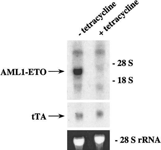 Fig. 5. Northern blot analysis of AML1-ETO expression in transgenic mice with or without tetracycline. / Double-positive mice from founder line #8 were generated by breeding heterozygous mice in which the females harbored a subcutaneous time-release tetracycline pellet that releases 0.7 mg tetracycline per day. F1 mice were weaned and continued to receive tetracycline (1 mg/mL) in their drinking water. Tetracycline was withdrawn from two 58-day-old mice, and the mice were maintained in the absence of tetracycline. Two other 58-day-old mice continued to receive tetracycline. Three weeks after tetracycline was removed or continued, the mice were killed and the bone marrow from the femurs was harvested. Total RNA from the marrow was isolated and 8.5 μg was loaded on each lane. The RNA was then transferred to a nylon membrane and hybridized sequentially with ETO and tTA probes. The ethidium bromide staining of the 28S ribosomal RNA is presented to show the loading of the RNA samples.