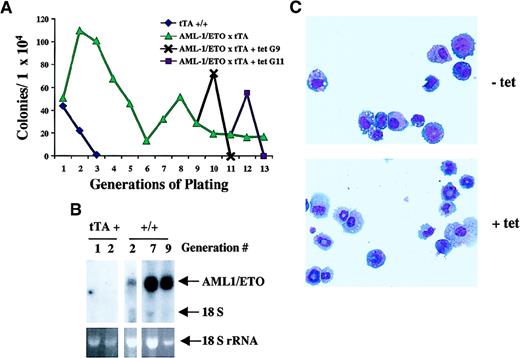 Fig. 8. Replating analysis of AML1-ETO–expressing progenitor cells. / (A) The effect of AML-1/ETO expression on hematopoietic progenitors. Bone marrow was harvested from femurs of mice positive for MMTV-tTA (♦) alone or MMTV-tTA/AML1-ETO (▴), and 1 × 104cells were plated in MethoCult in the absence of tetracycline. Bulk cultures were harvested after 7 to 10 days in culture, and 1 × 104 cells were replated for each sample. Each point represents the number of colonies generated per 104 cells seeded. After 9 (G9, ✖) and 11 (G11, ▪) generations, cells derived from MMTV-tTA/AML1-ETO mice were replated in MethoCult in the presence or absence of tetracycline. (B) Northern analysis of AML1-ETO expression in colonies harvested at various generations in methocellulose. RNA was harvested from bulk populations of colonies grown for 7 to 10 days in culture. Total RNA (5 μg) was loaded on each lane. The RNA was then transferred to a nylon membrane and hybridized with ETO cDNA. The ethidium bromide staining of the 18S ribosomal RNA is presented to show the loading of the RNA samples. tTA+ indicates RNA prepared from MMTV-tTA bone marrow cell culture; +/+, RNA prepared from MMTV-tTA/AML1-ETO bone marrow cell culture. (C) Morphology of cells obtained from colonies grown in the presence or absence of tetracycline. After 9 generations, cells were cultured in the presence or absence of tetracycline. Cytospins of colonies replated in the presence or absence of tetracycline after culture for 9 generations without tetracycline were stained with Wright-Giemsa solution.