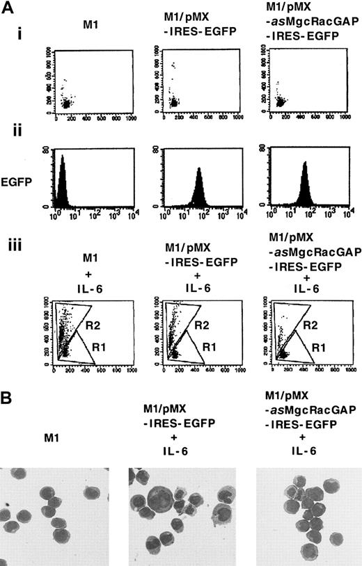 Fig. 1. An antisense cDNA for mMgcRacGAP inhibits IL-6–induced macrophage differentiation of M1 cells. / M1 cells were transduced with the antisense mMgcRacGAP (asMgcRacGAP) using a bicistronic retrovirus vector pMX-asMgcRacGAP-IRES-EGFP (M1/pMX-asMgcRacGAP-IRES-EGFP). As a control, M1 cells were also transduced with the blank vector pMX-IRES-EGFP (M1/pMX-IRES-EGFP). (A) Differentiation of parental M1, M1/pMX-IRES-EGFP, and M1/pMX-asMgcRacGAP-IRES-EGFP cells was evaluated by cell profiles in flow cytometry in the absence (i) or the presence (iii) of murine IL-6. The x-axis indicates forward scatter. The y-axis indicates side scatter. Undifferentiated and differentiated M1 cells were dotted in region R1 and region R2, respectively. GFP expression in parental M1, M1/pMX-IRES-EGFP, and M1/pMX-asMgcRacGAP-IRES-EGFP cells was also evaluated in flow cytometry to confirm the efficiency of expression of EGFP by bicistronic vector pMX-IRES-EGFP (ii). The x-axis indicates fluorescence intensity as a log scale ranging from 100 to 104. The y-axis indicates the number of cells. (B) Morphologic analysis of IL-6–induced differentiation in M1/pMX-IRES-EGFP and M1/pMX-asMgcRacGAP-IRES-EGFP cells. M1/pMX-IRES-EGFP and M1/pMX-asMgcRacGAP-IRES-EGFP cells were cultured in the presence of 5-ng/mL mIL-6 for 4 days, and cells were centrifuged onto glass slides and stained with May-Grunwald-Giemsa stain. Photographs were taken at 400 × magnification. The morphology of parental M1 cells is also shown as a control.