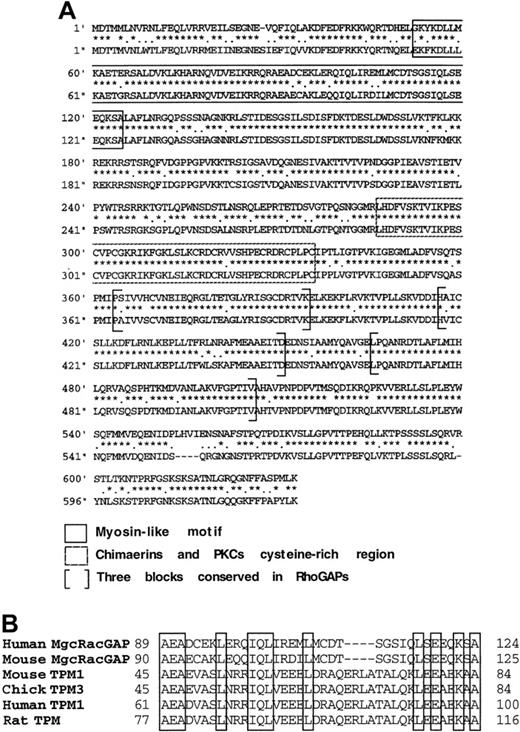 Fig. 2. Comparison of the full-length form of hMgcRacGAP and mMgcRacGAP. / (A) The amino acid sequences of the full-length form of hMgcRacGAP (upper line) and mMgcRacGAP (lower line) were deduced from the open reading frames detected in cDNAs. Amino acid sequences that are related to the 3 consensus active site boxes of RhoGAPs are indicated by brackets. Boxed sequences in a dotted line indicate the cysteine-rich regions in which cysteine and histidine residues are conserved in similar regions of chimaerins and protein kinase C. Amino acid sequences that are related to a myosin-like motif are boxed in a straight line. (B) Alignment of the myosin-like domains of the full-length form of hMgcRacGAP, mMgcRacGAP, and tropomyosins (TPM). Homologous residues in myosin-like motif are boxed.