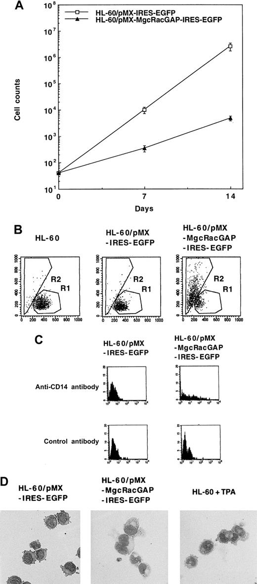 Fig. 4. Enforced expression of hMgcRacGAP inhibits proliferation and induces macrophage differentiation of human myeloid leukemia HL-60 cells. / (A) Proliferation of HL-60 cells overexpressing hMgcRacGAP. The Flag-tagged hMgcRacGAP cDNAs were transduced into HL-60 cells using retrovirus vector pMX-IRES-EGFP. GFP+ HL-60 cells infected with these viruses were sorted on FACS 2 days after virus infection (HL-60/pMX-MgcRacGAP-IRES-EGFP cells). GFP+ HL-60 cells transduced with a blank pMX-IRES-EGFP vector were similarly sorted and used as a negative control (HL-60/pMX-IRES-EGFP cells). Both transfectants were counted at the indicated time points after the sorting. The results shown are the averages ± SD of triplicate cultures. (B) Enforced expression of the full-length form of hMgcRacGAP induces macrophage differentiation of HL-60 cells. Differentiation of parental HL-60, HL-60/pMX-IRES-EGFP, and HL-60/pMX-MgcRacGAP-IRES-EGFP cells was evaluated using flow cytometric analysis. The x-axis indicates forward scatter. The y-axis indicates side scatter. (C) CD14 expression of HL-60/pMX-IRES-EGFP cells and HL-60/pMX-MgcRacGAP-IRES-EGFP cells. The cells were stained with PE-conjugated mouse antihuman CD14 antibody or PE-conjugated isotype-matched control mouse IgG2a. (D) Morphologic changes in HL-60 cells overexpressing hMgcRacGAP. May-Grunwald-Giemsa staining profiles of HL-60/pMX-IRES-EGFP and HL-60/pMX-MgcRacGAP-IRES-EGFP cells are shown. HL-60 cells treated with TPA (16 nmol/L) for 2 days are also shown as a positive control. Cells were centrifuged onto glass slides and stained with May-Grunwald-Giemsa stain. Photographs were taken at 400 × magnification.