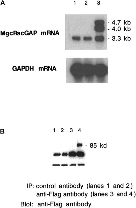 Fig. 5. Stable and ectopic expression of the MgcRacGAP transgene in HL-60 and M1 transfectants. / (A) Northern blot analysis of mRNA from parental HL-60 cells, HL-60/pMX-IRES-EGFP cells, and HL-60/pMX-MgcRacGAP-IRES-EGFP cells (lanes 1, 2, and 3, respectively). (B) Western blot analysis of cell lysates from control M1 cells (lanes 1,3) and M1 cells with the introduced MgcRacGAP transgene (lanes 2,4) (3 × 107per lane).