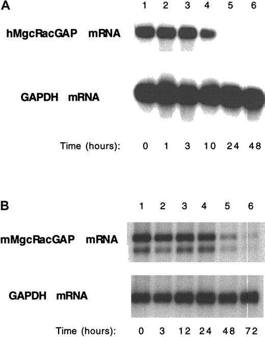 Fig. 6. Down-regulation of the endogenous MgcRacGAP expression along with differentiation of HL-60 cells and M1 cells into macrophages. / Poly(A)+ RNA was harvested from HL-60 (A) or M1 (B) cells before and after TPA (A) or IL-6 (B) stimulation, respectively, at the indicated time points. Poly(A)+ RNA (2 μg) from each condition was subjected to the Northern blot analysis, hybridizing with a human (A) or a mouse (B) MgcRacGAP cDNA probe. A GAPDH cDNA was used as a control probe.