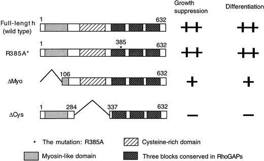 Fig. 8. Structures of the mutants of hMgcRacGAP. / Structures of the wild-type MgcRacGAP, R385A*MgcRacGAP (R385A*), and 2 deletion mutants lacking the myosin-like domain (ΔMyo) and the cysteine-rich domain (ΔCys) are shown together with the ability to induce growth suppression and differentiation of HL-60 cells.