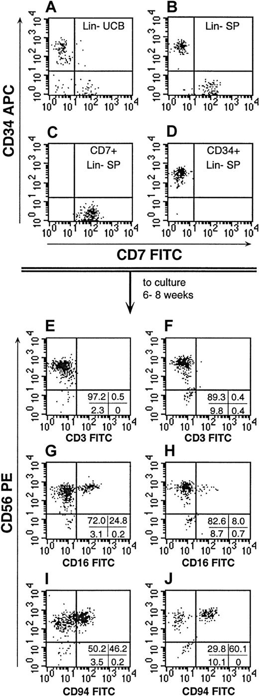 Fig. 6. Characterization of NK cells derived from Lin− SP cells. / Lin− SP cells were isolated and re-sorted on the basis of their expression CD7 or CD34 (B). The Lin− SP resolved 2 distinct subpopulations when compared with Lin− UCB (A). The reanalysis of sorted CD7+ and CD34+ SP cells (C,D, respectively) consistently demonstrated the purity of the fractions. The CD7+CD34−Lin− SP cells and CD34+Lin− SP cells were then grown in the different stroma-based cultures described in Table 1. The immunophenotype of the progeny of CD7+CD34−Lin− SP cells (E, G, I) and CD34+Lin− SP cells (F, H, J) grown under culture condition D (Table 1) are shown. For each culture, one quarter of the human CD45+ progeny were used to confirm the presence and maturity of CD56+ cells by their immunophenotype. Quadrant statistics are provided for the individual experiments depicted. These data are representative of 4 cultures derived from CD7+Lin− SP cells and 2 cultures of CD34+Lin− SP cells. An additional 2 cultures of CD34+Lin− SP expanded but did not yield CD56+ cells after 8 weeks in culture.
