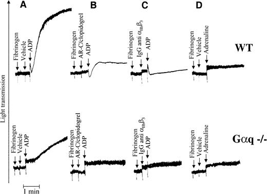 Fig. 3. Strong activation of P2cyc results in aggregation of Gαq-deficient mouse platelets. / (A) Addition of ADP (100 μmol/L) to a stirred suspension of Gαq-deficient washed platelets resulted in a gradual increase in light transmission owing to the formation of optically visible small aggregates. (B) This effect of ADP was blocked by AR-C69931MX (10 μmol/L) or clopidogrel (100 mg/kg), suggesting that it is mediated by the P2cyc receptor. (C) The P2cyc-induced platelet aggregation was integrin dependent since it was blocked by an antimouse integrin αIIbβ3 antibody. (D) Adrenaline (100 μmol/L) was unable to induce the same effect as ADP.