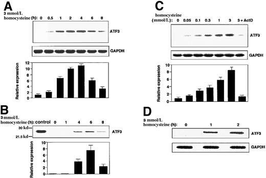 Fig. 1. ATF3 gene induction by homocysteine in HUVECs. / (A,B) Cultured HUVECs were incubated with 3 mmol/L homocysteine for the indicated time, and messenger RNA (mRNA) (panel A) and protein (panel B) level of ATF3 and GAPDH were measured by Northern blot and Western blot, respectively, as described in “Materials and methods.” The relative expression was shown in arbitrary units, and results were means of 3 independent experiments with SE bar. Bacterially expressed ATF3 protein was used as a control in Western blot (control). (C) ATF3 mRNA in the cells exposed to different concentrations of homocysteine for 4 hours was measured as in panel A. In lane 7, cells were preincubated with 10 μg/mL actinomycin D for 2 hours, then stimulated with 3 mmol/L homocysteine. (D) Nuclear run-on assay was performed with the use of nuclei from the homocysteine-stimulated cells for 1 and 2 hours, and their elongated transcripts were hybridized to ATF3 and GAPDH plasmid probes as described in “Materials and methods.”