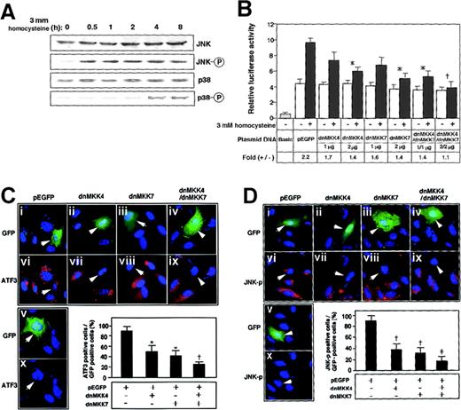 Fig. 2. ATF3 gene induction by homocysteine involved activation of JNK/SAPK signaling pathway. / (A) HUVECs were treated with 3 mmol/L homocysteine for the indicated time, and their whole-cell extracts (40 μg) were subjected to Western blot with anti-JNK/SAPK (JNK), anti-phospho JNK/SAPK (JNK-○P), anti-p38 (p38), or anti-phospho p38 (p38-○P) antibody. (B) HUVECs were transfected with 2 μg of pLuc-1850 reporter plasmid and 1 or 2 μg of plasmids for dominant negative (dn) MKK4, dnMKK7, or both. The cells were incubated with 3 mmol/L homocysteine for 4 hours and then without homocysteine for 16 hours; then promoter activity was assayed as described in “Materials and methods.” Relative luciferase activity is expressed in arbitrary units; the results are the average of 3 independent experiments with an SE bar. Fold induction is the ratio of homocysteine-stimulated activity (solid columns) to that without homocysteine (open columns). Basic and pEGFP represent the reporter plasmid without ATF3 gene promoter and the empty vector for dnMKK4 and 7, respectively. Fold induction was compared with that of the control pEGFP vector; *P < .05, †P < .01, n = 3. (C,D) HUVECs were transfected with plasmids for the empty vector (i, vi), dnMKK4 (ii, vii), dnMKK7 (iii, viii), or both (iv, ix) and then stimulated with 3 mmol/L homocysteine. ATF3 expression and activation of JNK/SAPK were detected by immunostaining with anti-ATF3 (panel C) and anti-phospho JNK/SAPK (panel D) antibodies in the transfected cells, which were detected by green fluorescent protein (GFP) fluorescence (indicated by arrows in i-v). Cells were transfected with the empty vector but not treated by homocysteine (v, x). In the lower panels, ATF3-positive cells (panel C) or JNK-○P–positive cells (panel D) are expressed as a percentage of transfected GFP-positive cells. The data represent the means of 3 independent experiments with SE bars. Statistically significant inhibition from the control pEGFP vector; *P < .05, †P < .01, ‡P < .001, n = 3.
