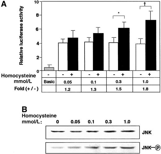 Fig. 3. Effect of lower concentration of homocysteine on the ATF3 gene expression in reporter assay and phosphorylation of JNK/SAPK. / (A) HUVECs transfected with 2 μg of pLuc-1850 reporter plasmid were stimulated with the indicated concentration of homocysteine as in Figure 2B, and ATF3 promoter activity was assayed as described in “Materials and methods.” The results are the average of 3 independent experiments with an SE bar. Basic represents the reporter plasmid without ATF3 gene promoter. Statistically significant fold induction was found in the presence of homocysteine; *P < .05, †P < .01, n = 3. (B) HUVECs were treated with the indicated concentration of homocysteine for 2 hours, and the whole-cell extracts (40 μg) were analyzed by Western blot with anti-JNK/SAPK (JNK) or anti-phospho JNK/SAPK antibody (JNK-○P).