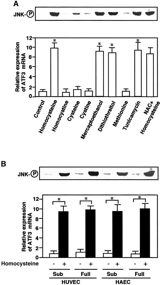 Fig. 4. Effects of other thiol-containing compounds and tunicamycin on ATF3 mRNA and JNK/SAPK and in aortic endothelial cells. / (A) HUVECs were treated with 3 mmol/L each of the indicated compounds or 10 μg/mL tunicamycin for 4 hours, and their total RNA and whole-cell extracts were assayed for ATF3 mRNA and phosphorylated JNK/SAPK (JNK-○P), respectively, as in Figures 1 and 2. For the NAC effect, cells were pretreated with 20 mmol/LN-acetyl-l-cysteine for 1 hour. There was statistically significant activation from the control; *P < .0001, n = 3. (B) Both subconfluent (sub) and confluent HUVECs or HAECs were incubated in the absence (open columns) or presence (solid columns) of 3 mmol/L homocysteine for 4 hours, and their ATF3 expression and phosphorylation of JNK/SAPK (JNK-○P) were measured as in panel A. In both panel A and panel B, the relative expression of ATF3 mRNA is given in arbitrary units and represents the mean of 3 independent experiments with an SE bar. Statistically significant activation was found in the presence of homocysteine; *P < .0001, n = 3.