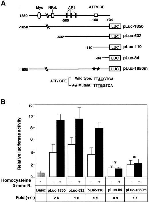 Fig. 5. Analysis of the ATF3 gene promoter element required for activation by homocysteine. / (A) Scheme of the 5′-deletion constructs of the human ATF3 gene promoter fused to the luciferase gene. At the top, putative elements of the ATF3 gene promoter are shown.30 The numbers shown on the ATF3 promoter-luciferase cDNA constructs indicate the 5′-end positions of the promoter sequence. The construct pLuc-1850m, containing 2 base mutations in the ATF/CRE motif at −92 to −85, is shown at the bottom. (B) HUVECs were transfected with 2 μg of each plasmid and treated with 3 mmol/L homocysteine. The promoter activity was assayed as described in “Materials and methods” and expressed in arbitrary units. Fold induction is the ratio of homocysteine-stimulated activity (solid columns) to activity without homocysteine (open columns). The data represent the mean of 3 independent experiments with an SE bar. The fold induction was compared and tested with that of pLuc-1850; *P < .001, n = 3.