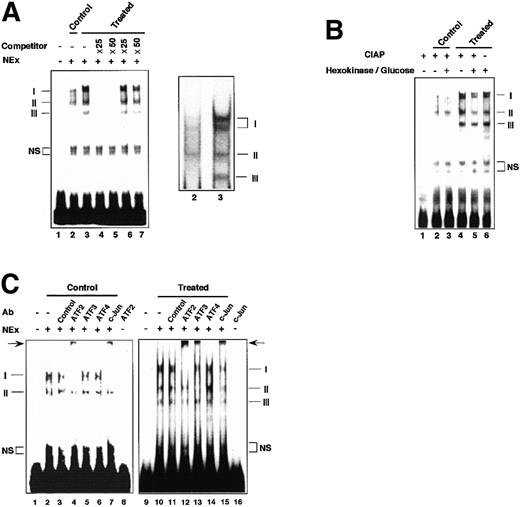Fig. 6. EMSAs of complexes formed with the ATF/CRE motif of the ATF3 gene promoter. / (A) Nuclear extracts (NEx) from the control or homocysteine-treated HUVECs were subjected to EMSAs as described in “Materials and methods.” Lane 1, probe only; lane 2, control extract; lanes 3, 4, and 5, homocysteine-treated extract incubated in the absence (3) or presence of 25- (4) or 50-fold (5) molar excess of wild-type oligonucleotide; lanes 6 and 7, same as lanes 4 and 5, but in the presence of mutated oligonucleotide. Bands I, II, and III indicate specific complexes, and NS indicates nonspecific bands. In the right figure, 2 closely migrating components of band I are shown. (B) Nuclear extracts from the control and homocysteine-stimulated cells were dephosphorylated in vitro as described in “Materials and methods.” Lane 1, probe and calf intestine alkaline phosphatase (CIAP); lanes 2 and 3, control extract without or with pretreatment by hexokinase and glucose, respectively; lanes 4 and 5, homocysteine-treated extract without and with hexokinase/glucose pretreatment, respectively; lane 6, homocysteine-treated extract with hexokinase/glucose pretreatment but without CIAP treatment. (C) Binding assay was performed in the presence of 0.1 to 0.2 μg of antibody specific for the indicated factors with the use of the control extract (lanes 1-8) and extract from the homocysteine-treated cells (lanes 9-16). Lanes 1 and 9, probe only; lanes 2 and 10, nuclear extract only; lanes 3 and 11, control IgG; lanes 4 and 12, anti-ATF2 antibody; lanes 5 and 13, anti-ATF3 antibody; lanes 6 and 14, anti-ATF4 antibody; lanes 7 and 15, anti–c-Jun antibody; lanes 8 and 16, probe with anti-ATF2 and anti–c-Jun antibody, respectively. Arrow indicates the supershifted band by anti-ATF2, anti-ATF3, and anti–c-Jun antibody.