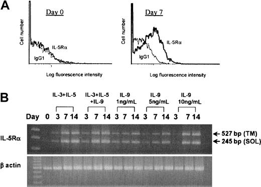 Fig. 8. Effect of IL-9 on IL-5R–α expression by human CD34+. / progenitor cells. Human umbilical cord blood CD34+ progenitor cells were cultured with 1 ng/mL IL-9 alone or 1 ng/mL each of IL-3 and IL-5. Initial plating density was 1 × 105 cells per mL. (A) Flow cytometric analysis of IL-5R–α expression by CD34+ cells at day 0 and after culture in 1 ng/mL IL-9 for 7 days. One representative experiment of 5 is shown. (B) RT-PCR products showing amplification of mRNA for both soluble (SOL) and transmembrane (TM) IL-5R–α in cord blood cells grown in IL-3 and IL-5 or IL-9 alone for 3, 7, or 14 days. There was no IL-5R–α mRNA detected in freshly isolated CD34+ cells at day zero. Data is shown for 1 of 3 independent experiments.