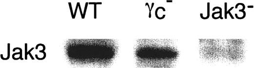Fig. 4. Expression of Jak3 in BMMCs. / Jak3 expression was analyzed by Western blotting for BMMCs from WT, γc−, and Jak3− mice as described in “Materials and methods.” Shown is a representative anti-Jak3 Western blot from 4 independent experiments.