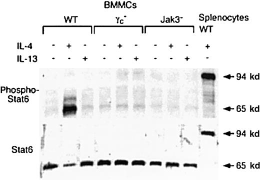 Fig. 8. IL-4–induced phosphorylation of 65-kd Stat6 isoform in BMMCs is γc- and Jak3-dependent. / BMMCs from WT, γc−, and Jak3−mice were washed with PBS, cultured for 2 hours in the absence of IL-3, and stimulated with IL-4 or IL-13 (20 ng/mL) for 15 minutes. After washing with PBS, cell lysates were prepared, separated on a 10% SDS gel, and blotted with antisera to either phospho-Stat6 or Stat6 (M200). As a control, cell lysates from IL-4–stimulated WT splenocytes were used. Shown is a representative blot from 4 independent experiments.