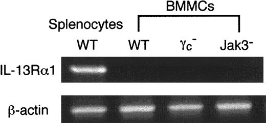 Fig. 9. IL-13Rα1 is not expressed on murine BMMCs. / Total RNA was prepared from BMMCs, and RT-PCR analysis for IL-13Rα1 and β-actin (as a control) was performed as described in “Materials and methods.” As a control, splenocytes from WT mice were used. Shown are representative data from 5 independent experiments.