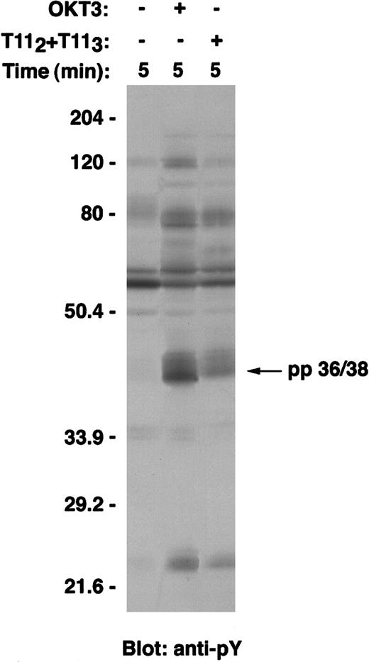 Fig. 1. A 36- to 38-kd protein is tyrosine phosphorylated on either CD2 or CD3 stimulation of Jurkat T cells. / Wild-type Jurkat T cells were either left unstimulated, stimulated with the mitogenic pair of anti-CD2 mAbs T112 and T113, or stimulated with anti-CD3ε mAb OKT3 at 37°C for 5 minutes. Cells were then lysed in 1% Brij97 lysis buffer, and clarified PNLs (0.3 × 106 cell equivalents) were resolved on SDS-PAGE, transferred to PVDF membranes, and immunoblotted with the antiphosphotyrosine antibody 4G10. Tyrosine phosphorylation of a 36- to 38-kd protein is shown at the arrow.