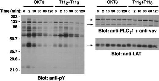 Fig. 3. Kinetics of LAT tyrosine phosphorylation in Jurkat T cells. / Wild-type Jurkat T cells (1 × 106 cells/test) were either left unstimulated, stimulated with the mitogenic pair of anti-CD2 mAbs T112 and T113, or stimulated with anti-CD3ε mAb OKT3 at 37°C for the indicated periods of time. Cells were then lysed in 1% Brij97 lysis buffer, and 30 μL of clarified postnuclear lysates (PNL) (0.3 × 106 cell equivalents) were resolved on SDS-PAGE, transferred to PVDF membranes, and immunoblotted with the antiphosphotyrosine antibody 4G10 (left panel). Note the kinetics of pp36-38 phosphorylation, a phosphoprotein identified as LAT by stripping the membrane and reblotting with anti-LAT–specific antibody (right panel, lower). Because the anti-LAT antibody less efficiently recognizes the phosphorylated form of the LAT protein, anti-PLCγ-1 and anti-Vav antibodies were used to confirm loading of equivalent amounts of proteins at different time points following stimulation (right panel, upper).