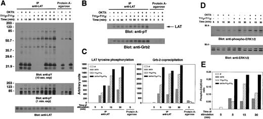 Fig. 4. Involvement of LAT in CD2 signaling of human peripheral blood T cells. / (A) LAT is tyrosine phosphorylated and associates with a number of tyrosine phosphorylated proteins on CD2 stimulation of natural human T cells. Human PBLs were isolated, as described in “Materials and methods,” and either left unstimulated or stimulated for the indicated periods of time with either OKT3 1 μg, T112plus T113 (1 μL each), or a combination of anti-CD3 and anti-CD2 mAbs. PNLs were either subjected to immunoprecipitation with the rabbit polyclonal anti-LAT antibody or incubated with protein A–agarose alone as indicated, separated by SDS-PAGE, and immunoblotted with 4G10 (upper panel). Precipitation of protein A–agarose alone was included to control for carryover of the stimulating antibody. Note the coprecipitation with LAT of other tyrosine phosphorylated proteins; tyrosylphosphorylated bands in the range of 70 to 203 kd are revealed in a longer exposure of the membrane (middle panel). The membrane was stripped and reblotted with anti-LAT antibody (lower panel). (B and C) CD2 induces association of tyrosine phosphorylated LAT with Grb-2 in human PBLs. A segment of the membrane in panel A is shown here to demonstrate LAT tyrosine phosphorylation (upper panel) and Grb-2 association. Grb-2 coprecipitation was demonstrated by stripping and reblotting the same membrane with anti-Grb-2 antibody (lower panel). In panel C, quantification of LAT tyrosine phosphorylation and Grb-2 coprecipitation was determined by densitometry using the Imagequant software. (D and E) CD2 induces Erk1/2 activation in human PBLs. Thirty μL of postnuclear lysate (0.6 × 106 cell equivalents) from each sample of the experiment described in panel A was set aside prior to immunoprecipitation, separated by SDS-PAGE, and immunoblotted with antiphospho-ERK1/2 antibody (D, upper panel). The membrane was stripped and reblotted with an anti-ERK1/2–specific antibody to control for protein loading (D, lower panel). Quantification of Erk2 (p42 MAPK) phosphorylation was determined by densitometry using the Imagequant software, and expressed as phospho-Erk2/Erk2 ratio (E).
