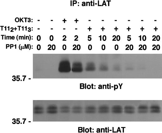 Fig. 8. The Src kinases inhibitor PP1 reduced CD2-mediated tyrosine phosphorylation of LAT. / Wild-type Jurkat cells (107 cells/test) were either left untreated or preincubated with the specific Src kinases inhibitor PP1 (20 μmol/L) at 37°C for 30 minutes and then either left unstimulated or stimulated with either OKT3 or T112 plus T113 for the indicated periods of time. Cells were then lysed in 1% Brij97 lysis buffer, and clarified PNLs were subjected to LAT immunoprecipitation as described in “Materials and methods.” Tyrosine phosphorylation of LAT is shown (upper panel). The same membrane was stripped and reblotted with anti-LAT–specific antibody (lower panel).