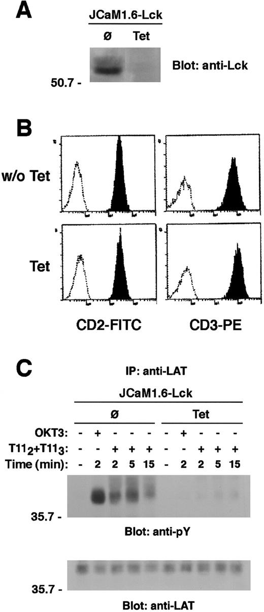 Fig. 9. Lck kinase expression is required for LAT tyrosine phosphorylation on CD2 stimulation. / (A) The Lck-deficient JCaM 1.6 cells reconstituted with wild-type Lck were either left untreated or treated with tetracycline (Tet) 1 μg/mL for 8 days. Lysates from equivalent cell numbers (0.3 × 106) were immunoblotted for Lck to confirm the tetracycline-regulated Lck expression. (B) Prior to stimulation, the surface expression of both CD3 and CD2 was evaluated in either untreated or Tet-treated cells by direct immunofluorescence. Cells were then either left unstimulated or stimulated via either CD2 or CD3 for the indicated periods of time. Cell lysates were subjected to LAT immunoprecipitation. LAT tyrosine phosphorylation is shown (C, upper panel). The same membrane was stripped and reblotted with anti-LAT antibody (C, lower panel).