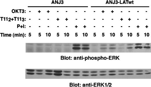 Fig. 10. LAT adapter protein is required for coupling CD2 to ERK1/2 activation. / The LAT-deficient Jurkat cells ANJ3 and ANJ3 cells reconstituted with wild-type LAT (ANJ3-LATwt) (106 cells/test) were either left unstimulated, stimulated with T112 + T113, OKT3 or PMA (10 ng/mL) plus ionomycin (1.5 μM) (P + I) at 37°C for the indicated periods of time and lysed in 1% Brij97 lysis buffer. Clarified PNLs (0.3 × 106 cell equivalents) of unstimulated and stimulated cells were resolved by SDS-PAGE, transferred to PVDF membranes, and immunoblotted with an antiphospho-ERK1/2 antibody specific for the dual phosphorylated (Thr202 and Tyr204) activated p44 and p42 MAPK (Erk1 and Erk2) (upper panel). The same membrane was stripped and reblotted with anti-ERK1/2 antibody (lower panel).