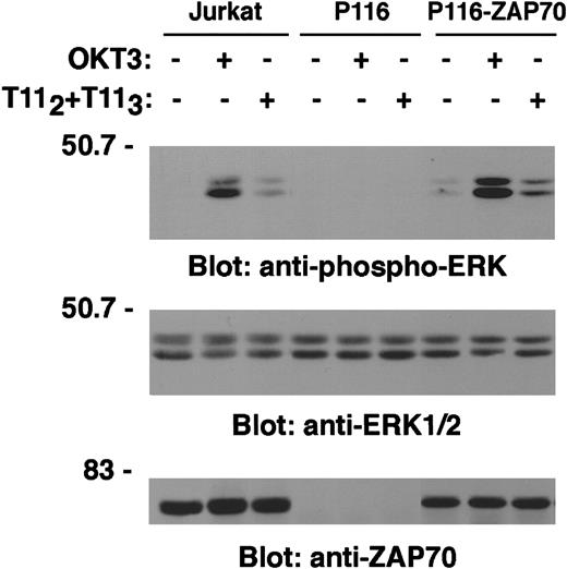 Fig. 11. LAT tyrosine phosphorylation by ZAP70/Syk kinases is required for coupling CD2 to ERK1/2 activation. / Wild-type Jurkat, the ZAP70/Syk-deficient cells P116, and the ZAP70-reconstituted P116 cells (P116-ZAP70) were left unstimulated or stimulated for 5 minutes at 37°C with T112 + T113 or OKT3 and lysed. PNL (0.3 × 106 cell equivalents) were separated by SDS-PAGE and immunoblotted with antiphospho-ERK1/2 antibody as in Figure 10A (upper panel). The same membrane was stripped, cut, and blotted with an anti-ERK1/2 specific antibody (middle panel) and an anti-ZAP70 antibody (lower panel).