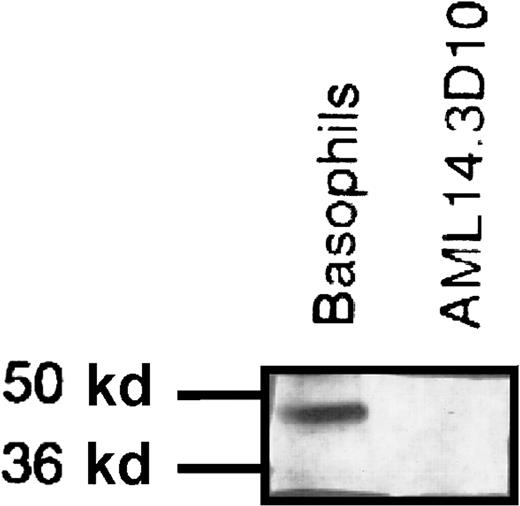 Fig. 7. Western blot of cell lysates incubated with monoclonal antibody to the FcεRI α chain. / For this experiment, 5.5 × 106 basophils or AML14-3D10 cells were lysed, and 500 000 cells per lane were loaded on a gel, electrophoresed, and assessed by Western blot analysis. Basophils have a band of approximately 50 kd that corresponds to FcεRIα; this is absent in the AML14-3D10 cells. Results shown are representative of 3 experiments.